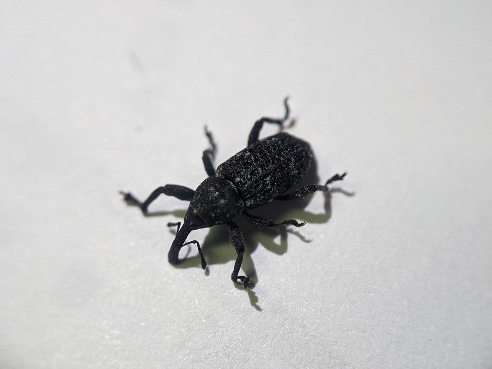 A small, black insect with antennae and six limbs.