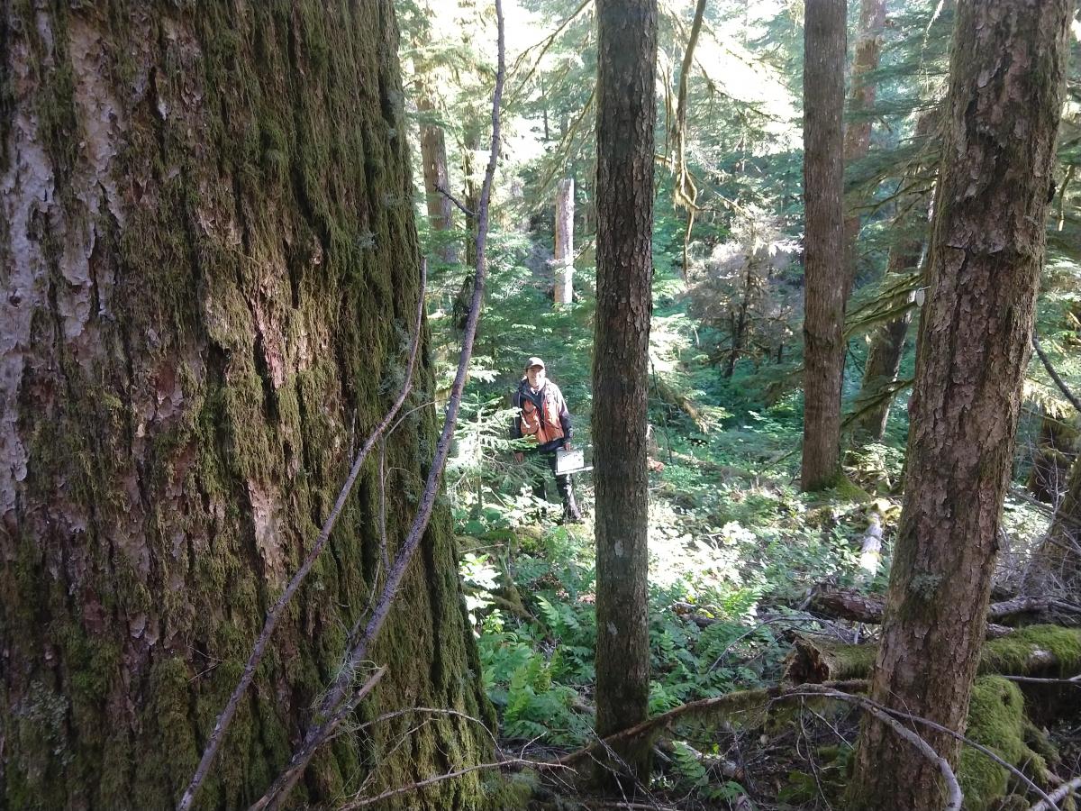 A woman holding a clipboard in the forest, surrounded by large trees and dense understory.