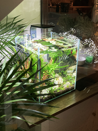 An aquarium on a wooden counter surrounded by houseplants.