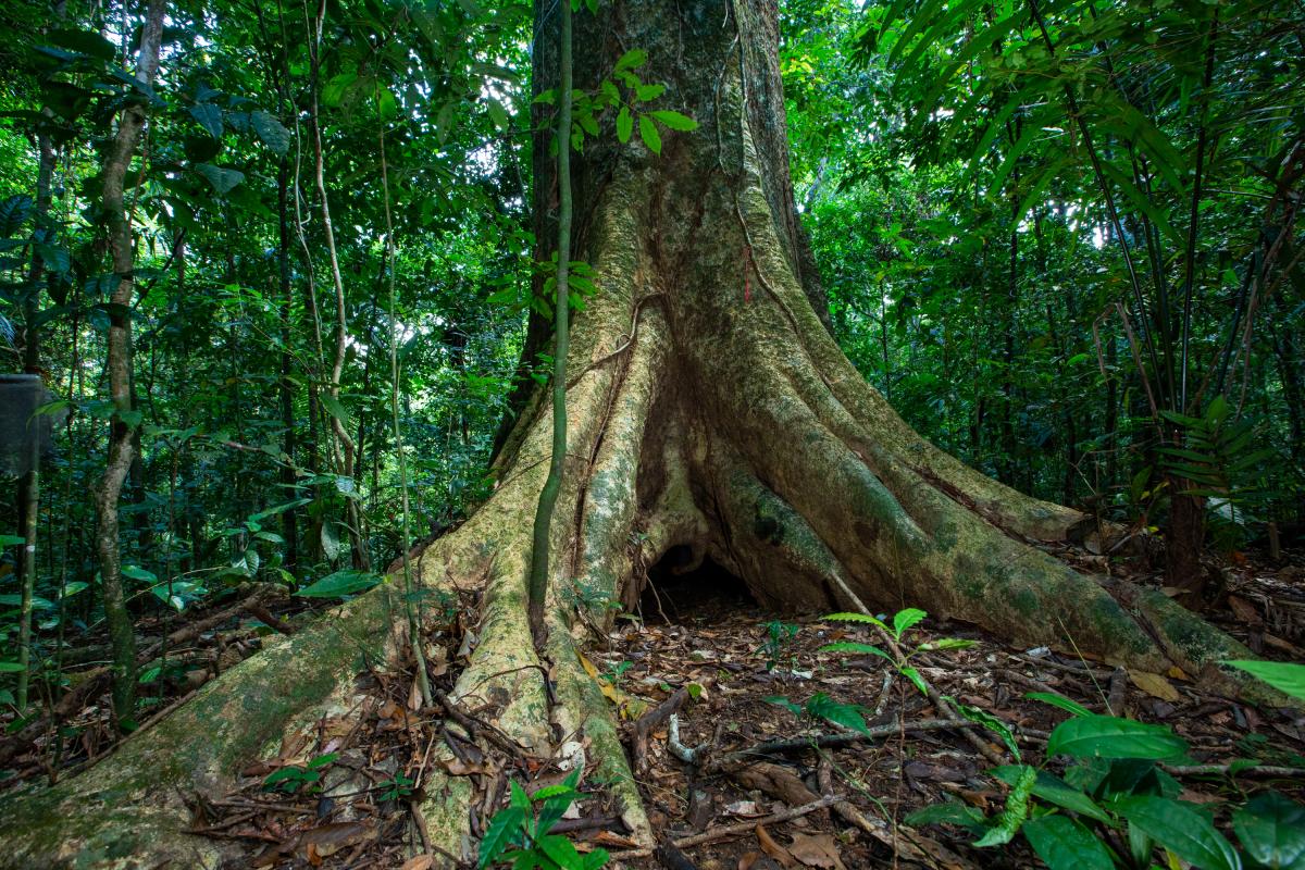 A large tree 