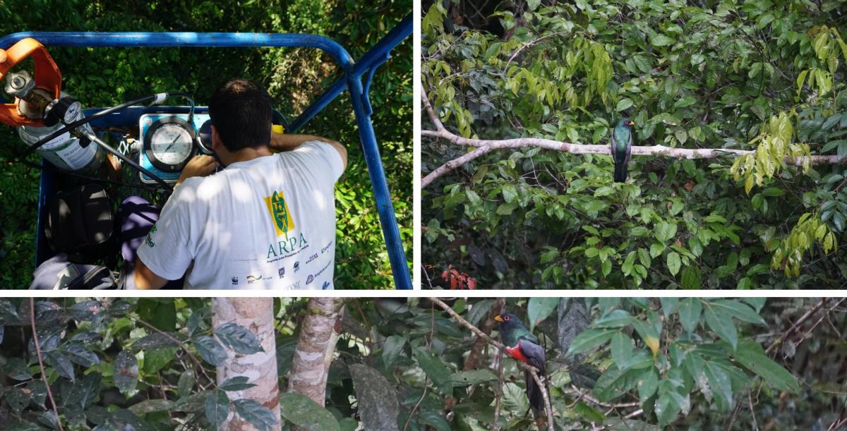A mosaic of images featuring Bruno in a cherry picker and a bird perched in the canopy.