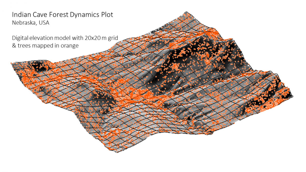 A digital elevation model with 20x20 m grid, trees mapped in orange.