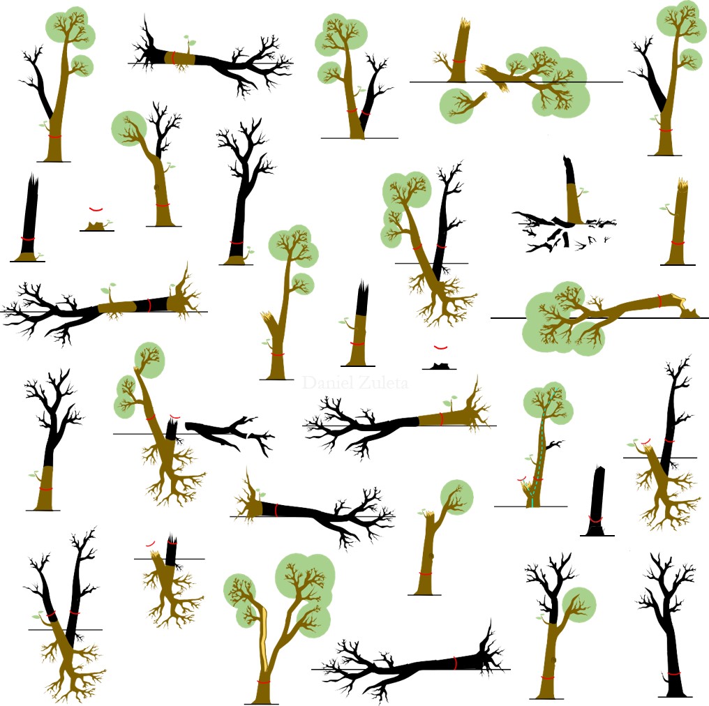 “Many ways to die: tree death and damage in tropical forests" by Daniel Zuleta