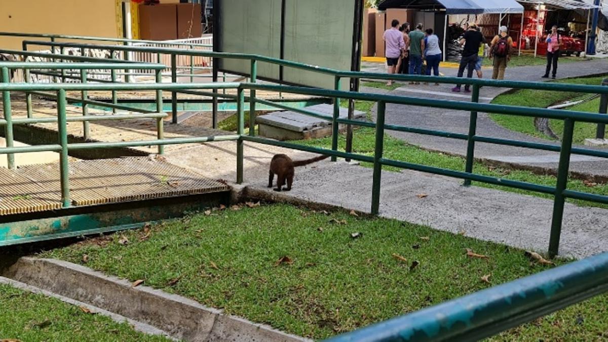 A small mammal on a sidewalk amid grass and handrails.  People congregate in the top, right corner.