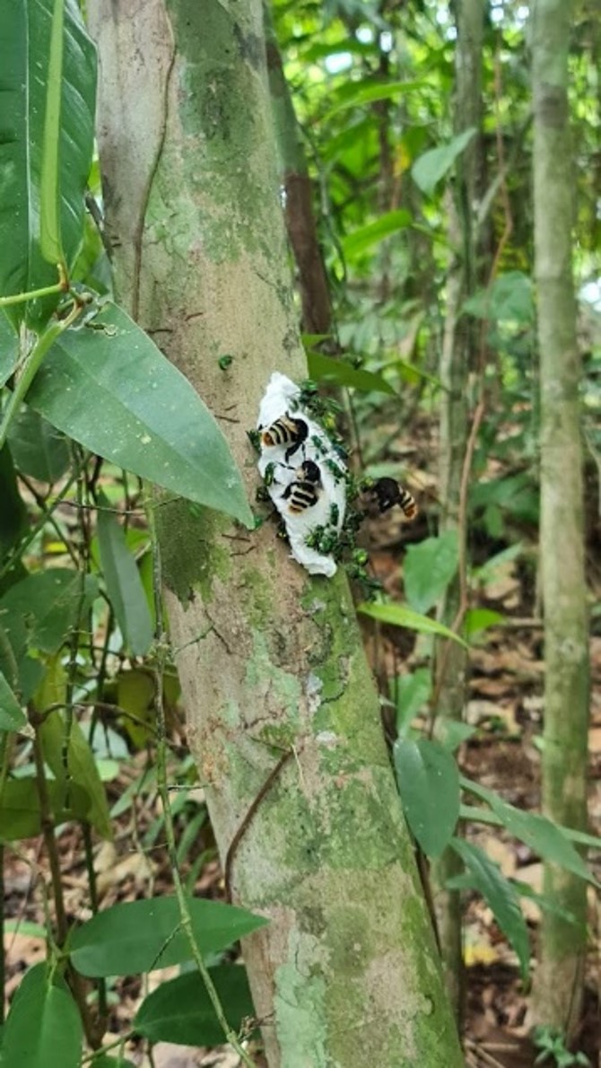 A tropical tree with white paste affixed to its bark and bees stuck to the white paste.