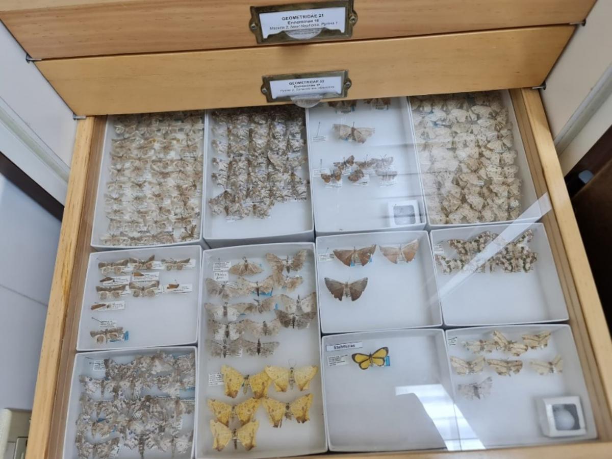 A specimen drawer full of pinned and labelled moths.  