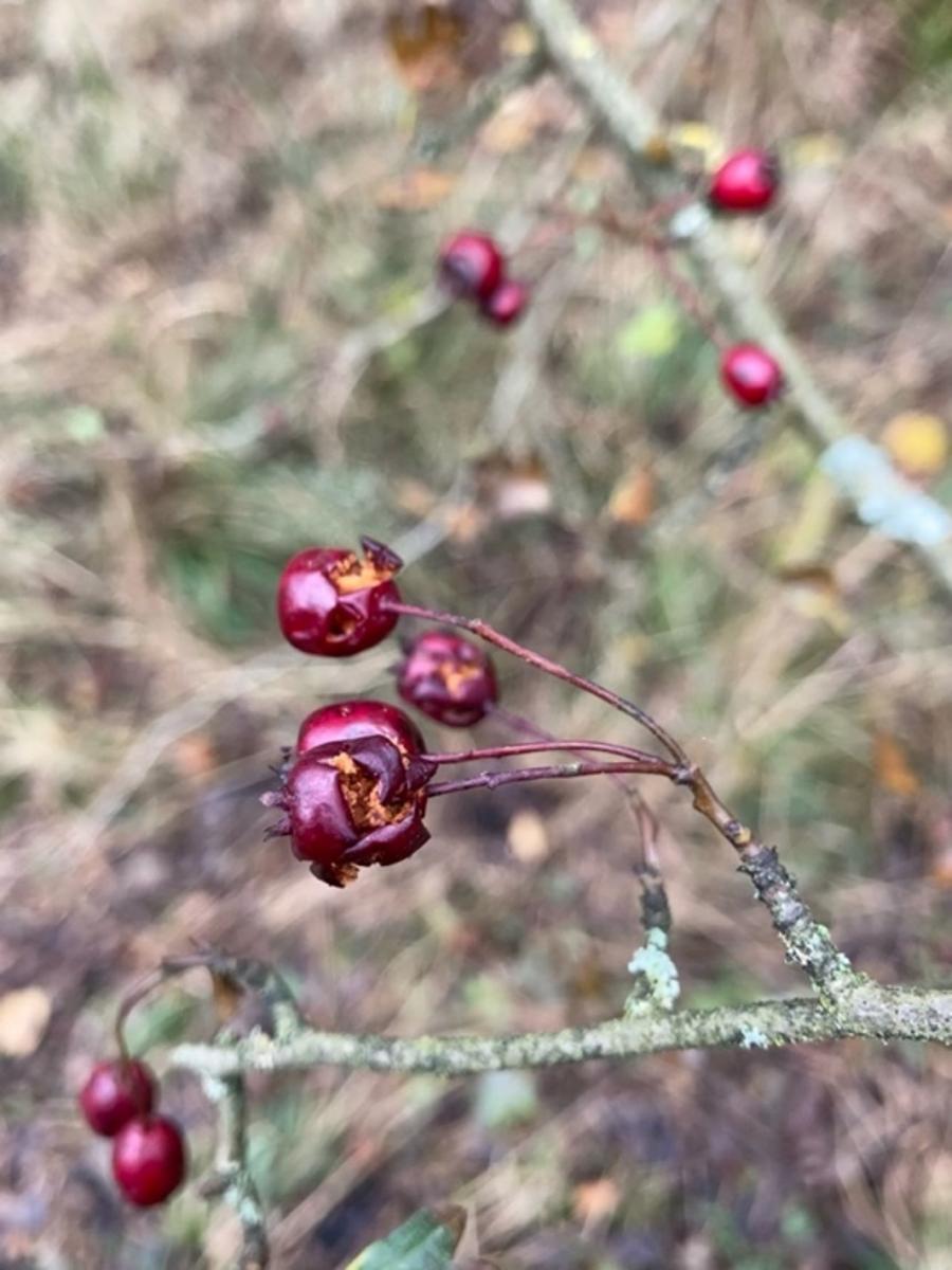 Cranberry red berries connected to a thin stem, and then a twig.