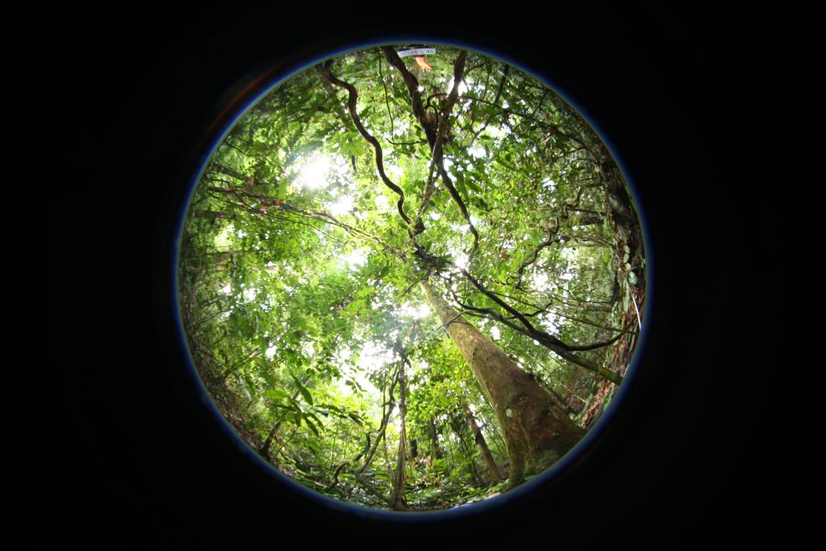 Black except for a large circle in the center, looking up into a tree canopy, where lianas, tree trunks, and leaves are visible.