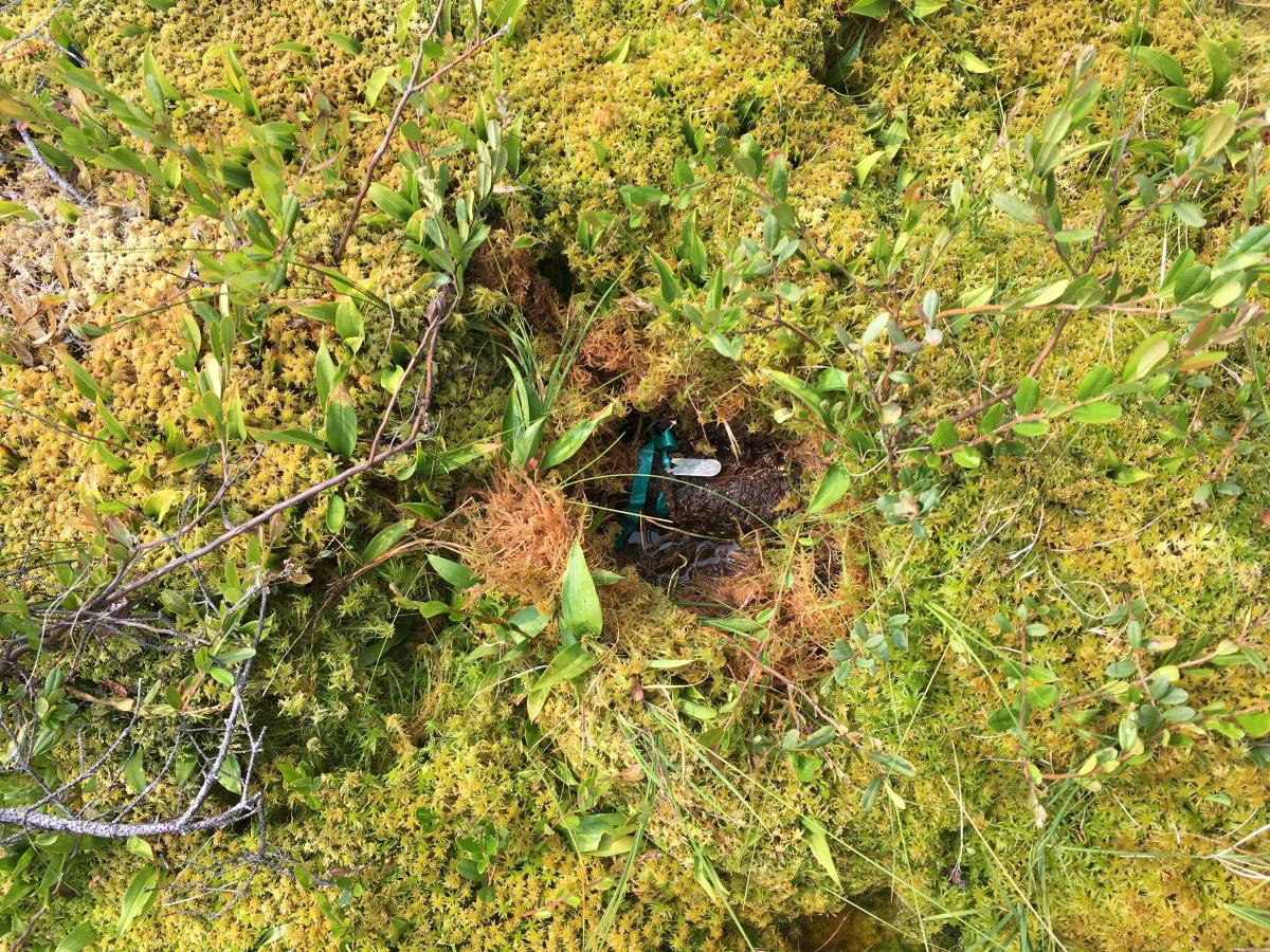 A tagged tree trunk buried under Sphagnum moss.