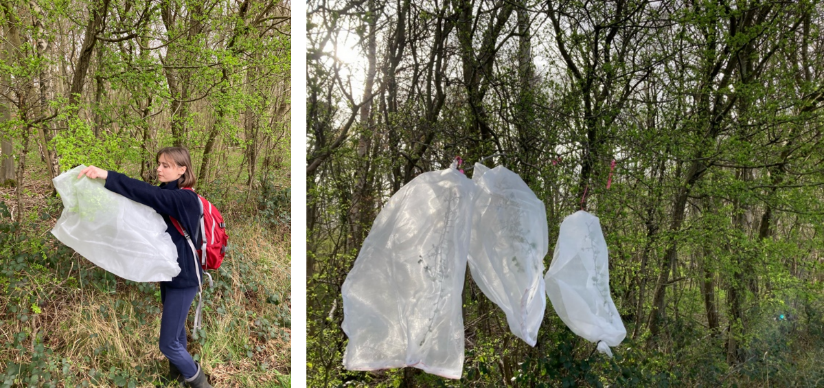 Left: Eleanor covers a shrub with a translucent, white bag.  Right: several shrubs covered by translucent white bags.