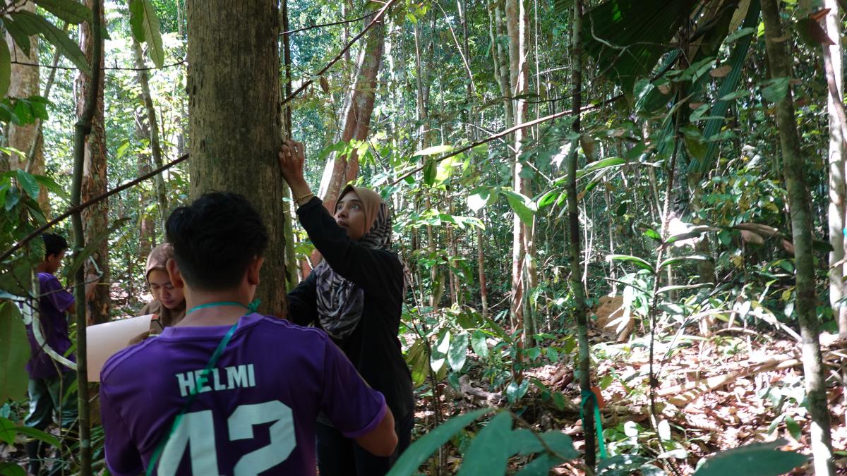 a woman stands in the forest, surrounded by 3 team members. She is measuring a tree.