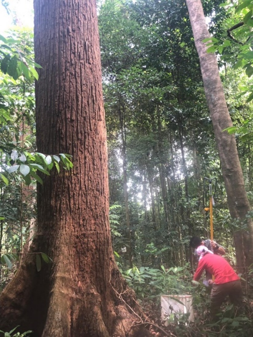Two people work next to a very large, thick-trunked tree in a forest.
