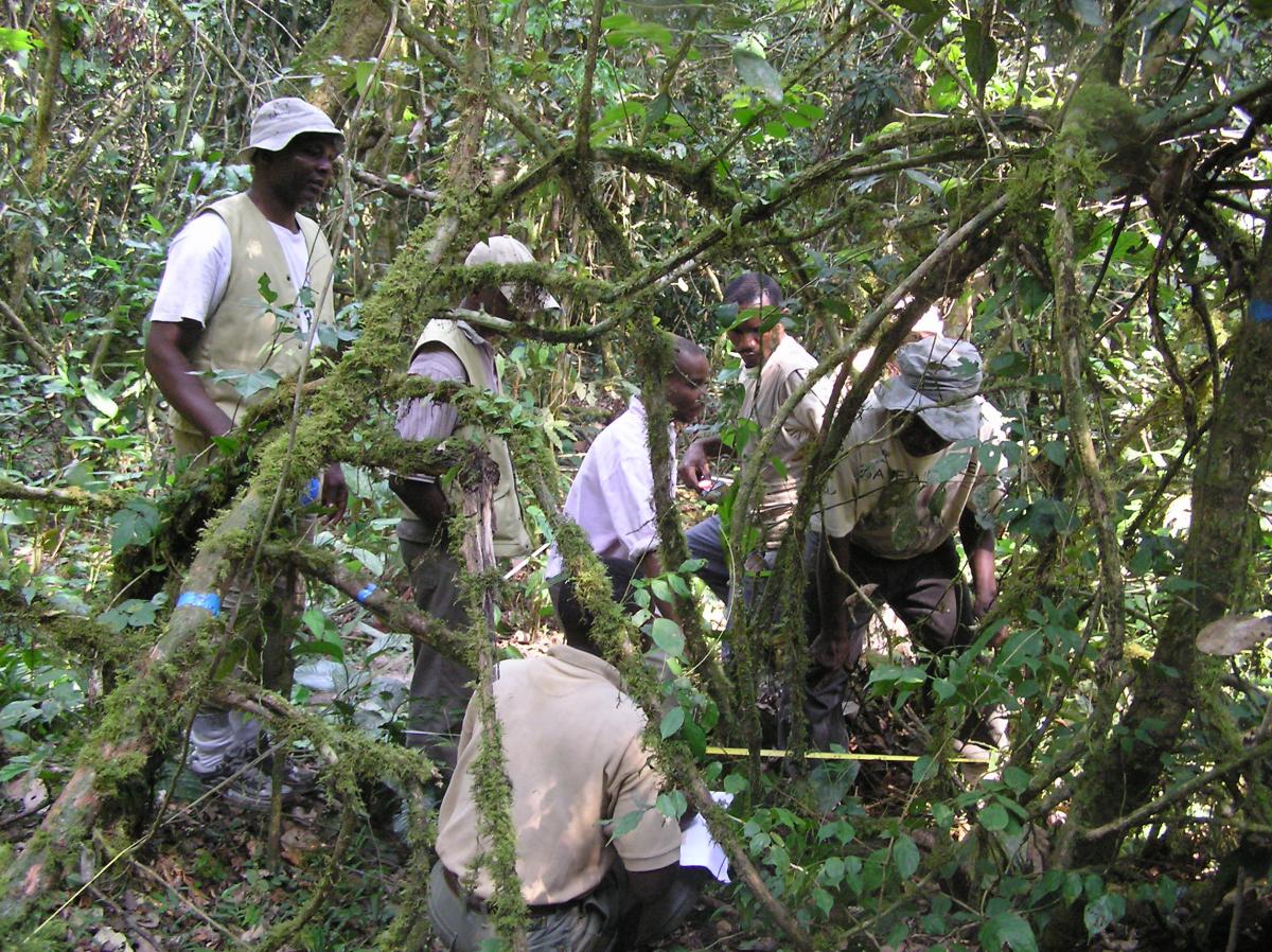 Several field team members crouch to make a measurement in a forest dense with lianas and vines.