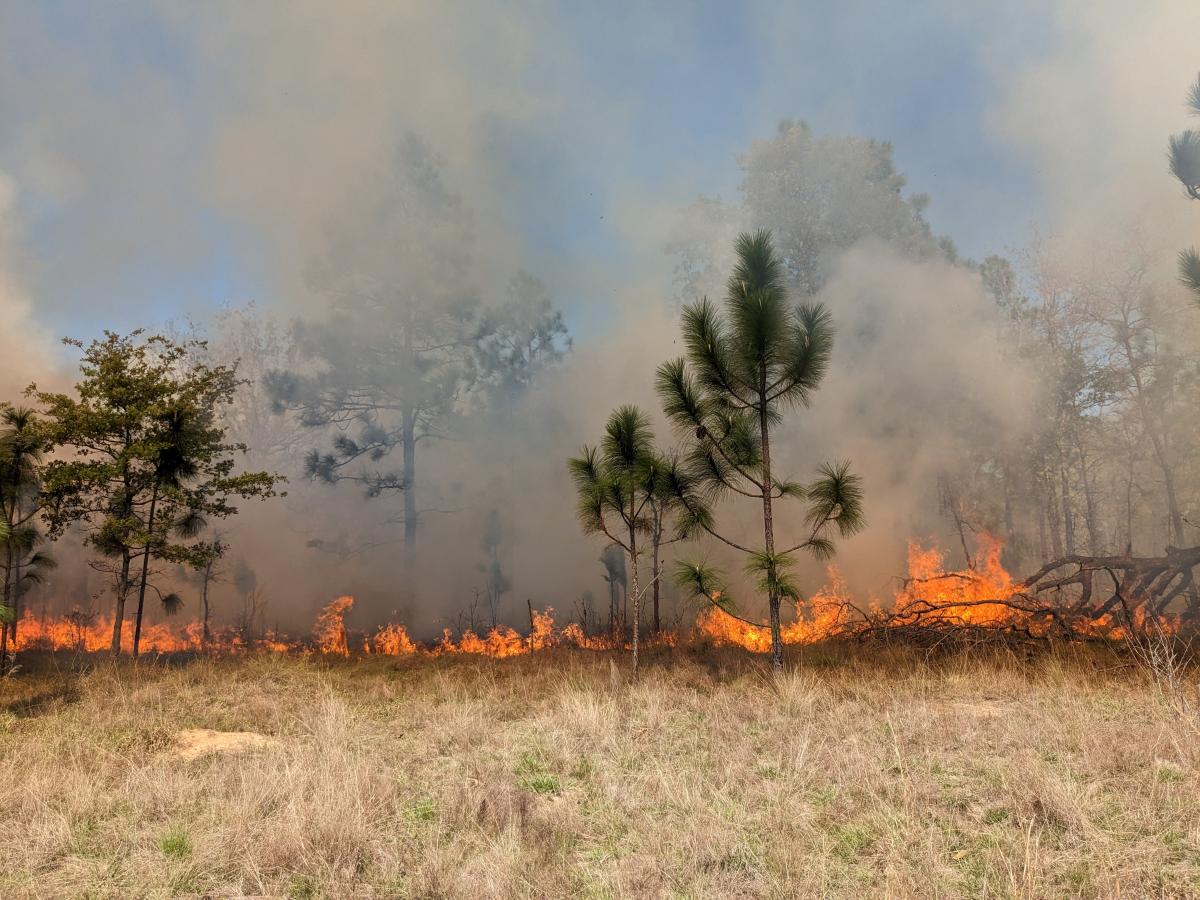 At the edge of a forest which is on fire during a prescribed burn 
