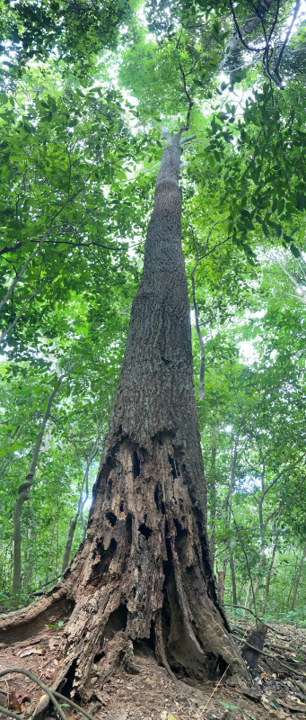 A panorama of a tall tree.  At its base it is rotten.  The trunk seem healthy and strong, and the canopy is dappled with green leaves.