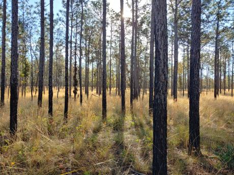 Straight, tall trees with sunlight streaming through.