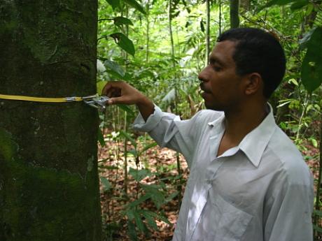 man measuring tree