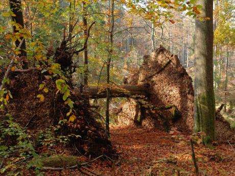 Deadwood Forest Mac OS Deadwood Forest Mac OS