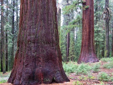 sequoias in Yosemite