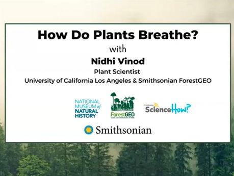 Screenshot of white square against a background image with trees announcing title of the talk "How do plants breathe?" 