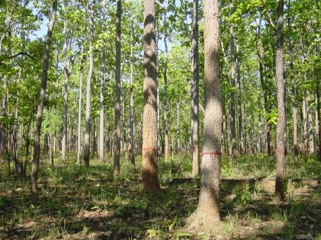 Mae Ping 16ha plot
