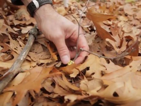A hand brushes through leaves to identify a narrow yellow band with the number 29 around a sapling