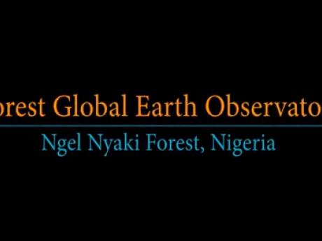 Black background.  Orange text reads: “Forest Global Earth Observatory.”  Beneath, blue text reads: “Ngel Nyaki Forest, Nigeria”