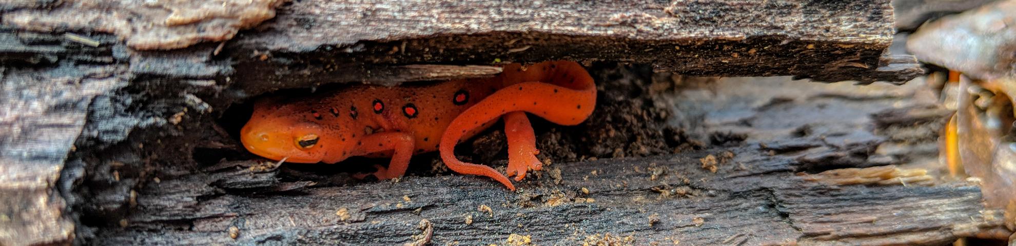 A bright orange lizard in the crevice of a piece of wood on the forest floor.