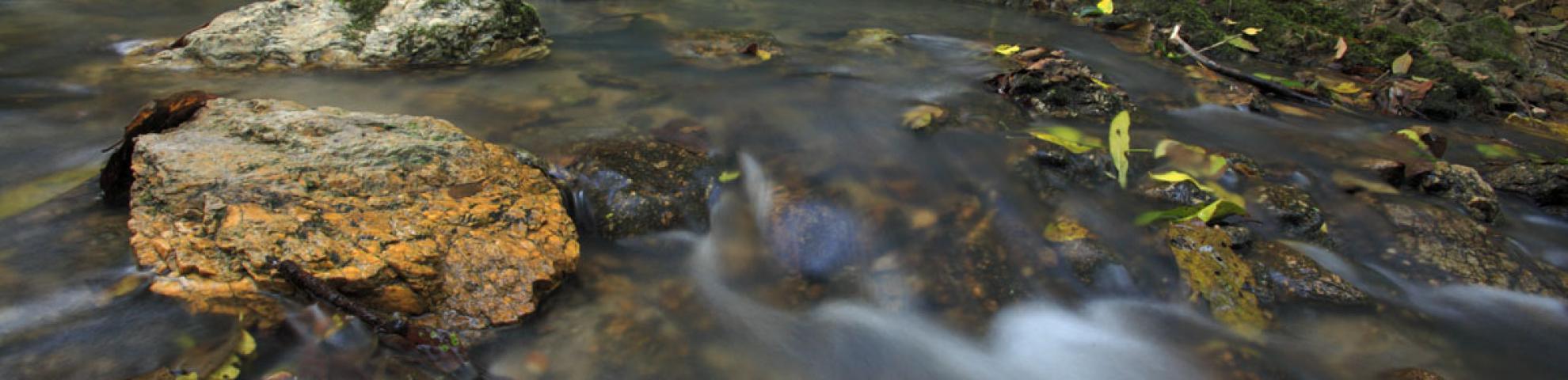 rocks and water in forest