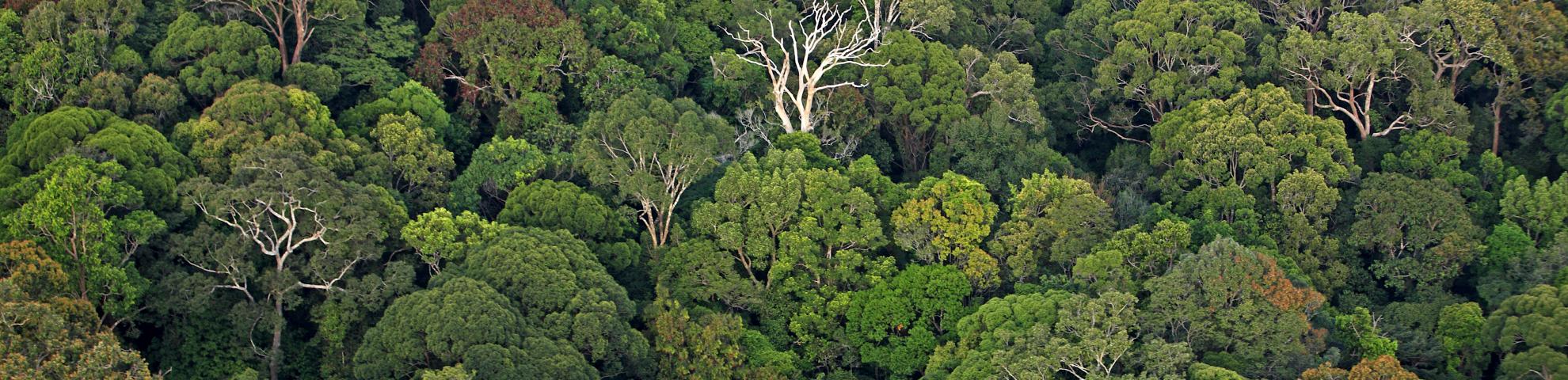 tree canopy