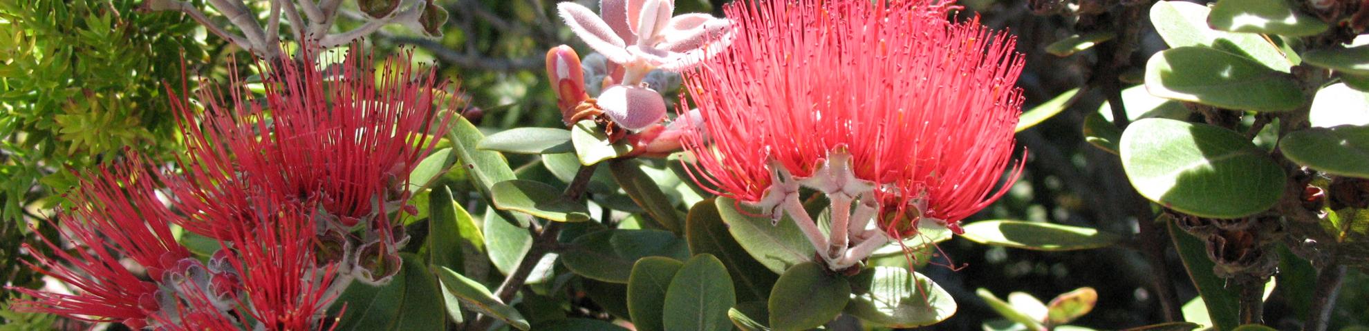 Laupahoehoe flowers