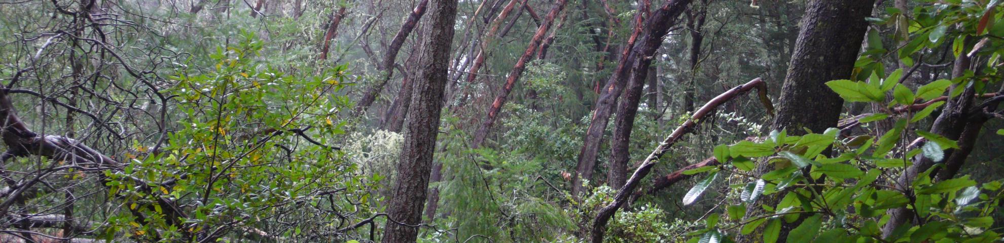 University of California Santa Cruz ForestGEO