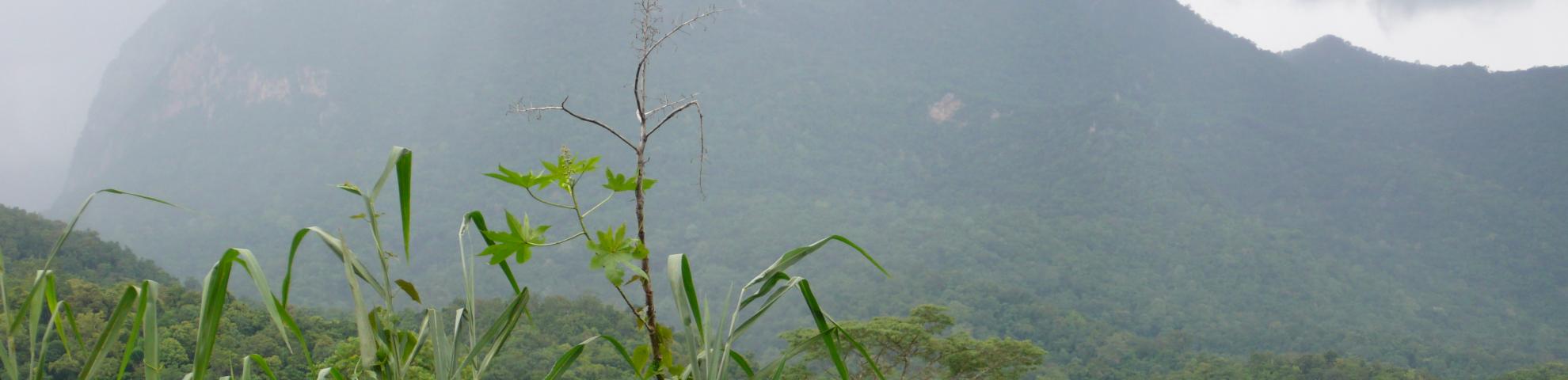 Doi Chiang Dao Forest Dynamics Plot