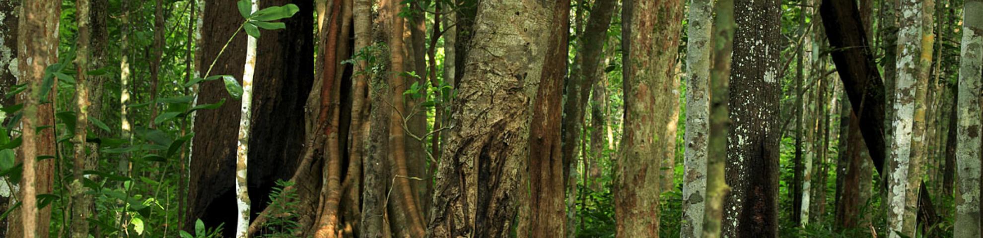 forestscape stock photo