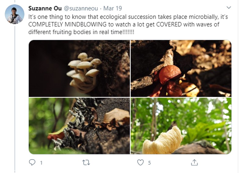 Screenshot of a tweet by Suzanne Ou.  Images include fungi.  Text reads "It's one thing to know that ecological succession takes place microbially, it's COMPLETELY MINDBLOWING to watch a lot get COVERED with waves of different fruiting bodies in real time!!!!!!!"