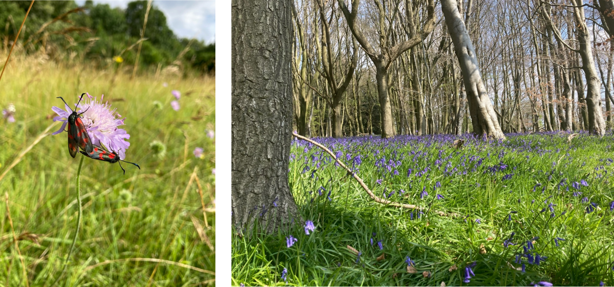 A mosaic of photos of the landscape at Wytham Woods.